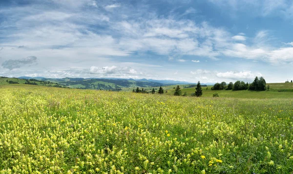 Glade Floreciente Contra Telón Fondo Cordillera Paisaje Verano Las Montañas — Foto de Stock