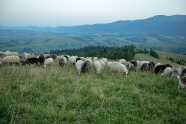 Günbatımı ışınlarının bir tepe üzerinde koyun sürüsü. Koyun otlatmaya.