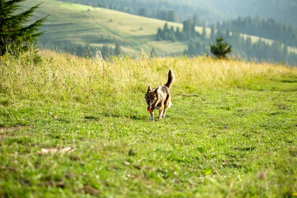 Charparians geleneksel çoban köpeği. Dağlarda yeşil çayır.