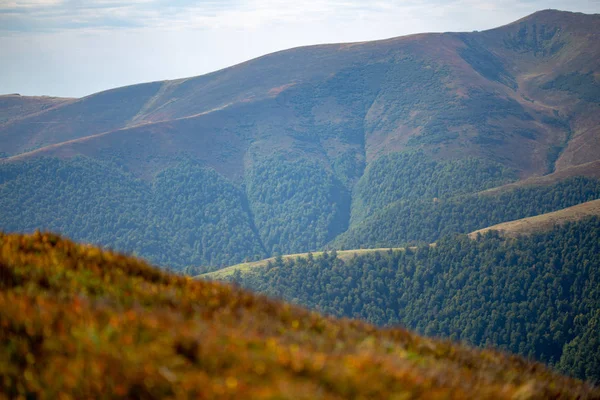 Masyw Górski Jest Pokryte Jesienią Fores Pożółkłe Krzewy Borówek — Zdjęcie stockowe