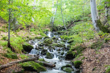 Taşlar cascades ile bir dağ orman bir dere akar.