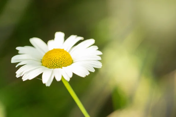 Blommande Kamomill Solljus Grön Äng — Stockfoto
