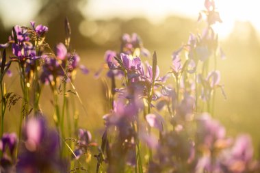 Çiçekli Iris bir alanda gün batımında.