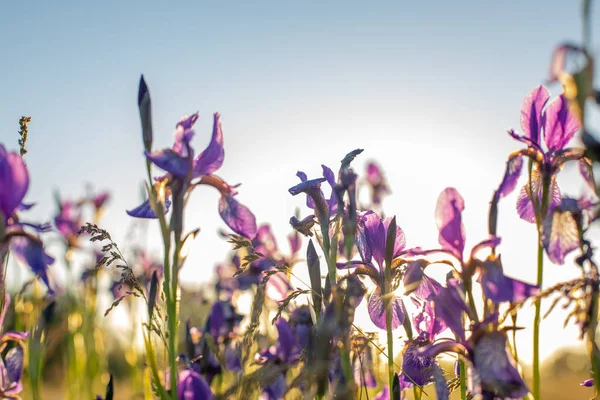 Íris florida em um campo ao pôr do sol . — Fotografia de Stock