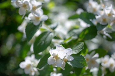 Yaz güneşli gün ışığında, beyaz çiçekli güzel çiçek yasemin dal. İhale beyaz yaprakları ve Yasemin çiçek sarı stamens kapatın. Yasemin çiçekleri güzelliği.