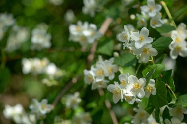 Yaz güneşli gün ışığında, beyaz çiçekli güzel çiçek yasemin dal. İhale beyaz yaprakları ve Yasemin çiçek sarı stamens kapatın. Yasemin çiçekleri güzelliği.