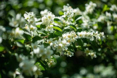 Yaz güneşli gün ışığında, beyaz çiçekli güzel çiçek yasemin dal. İhale beyaz yaprakları ve Yasemin çiçek sarı stamens kapatın. Yasemin çiçekleri güzelliği.