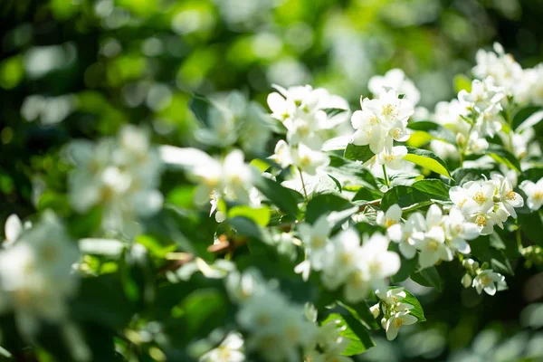 夏の晴れた日に日光で白い花を持つ美しい咲くジャスミン支店 柔らかい白い花びらと黄色の雄しべをジャスミンの花をクローズ アップ ジャスミンの花の美しさ — ストック写真