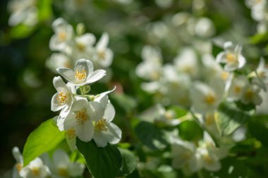 Beyaz çiçekli güzel çiçek yasemin şube.
