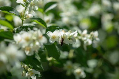 Beyaz çiçekli güzel çiçek yasemin şube.