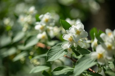Beyaz çiçekli güzel çiçek yasemin şube.