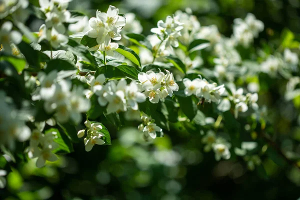 Beyaz çiçekli güzel çiçek yasemin şube.