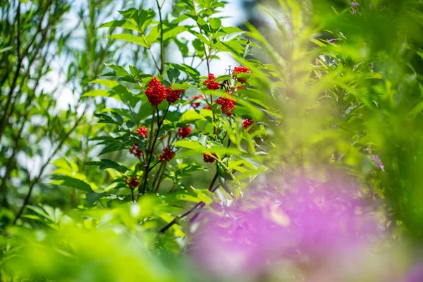 Bush Red Elderberry Sambucus Racemosa Uma Espécie Anfíbio Caudado Pertencente — Fotografia de Stock