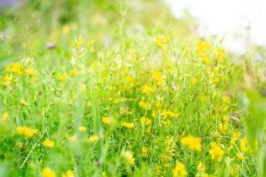 Odak sabah ışığında çayır çiçekler.