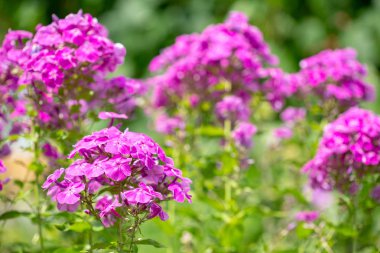 Phlox paniculata bloom yakın çekim içinde. Bahçe phlox.