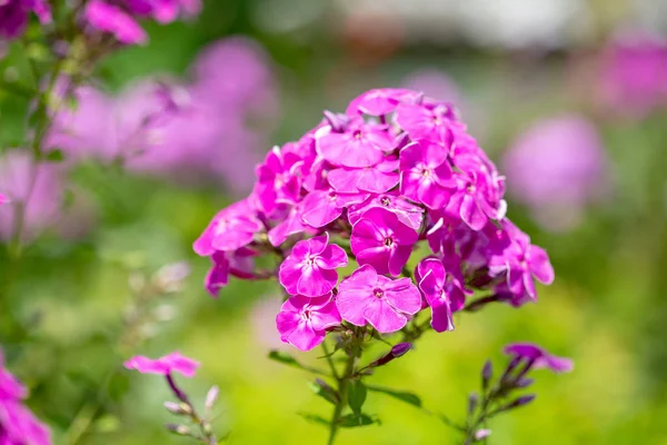 Phlox paniculata bloom yakın çekim içinde. Bahçe phlox.