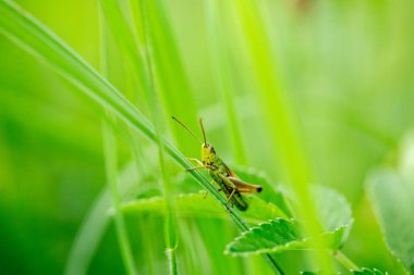 Çekirge çim yaprağı üzerinde yakın çekim. Yeşil çekirge. Bir çekirge makro fotoğraf.