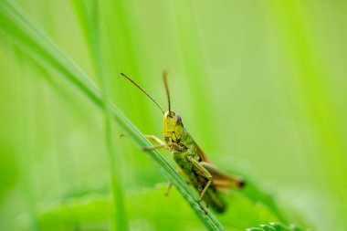 Çekirge çim yaprağı üzerinde yakın çekim. Yeşil çekirge. Bir çekirge makro fotoğraf.