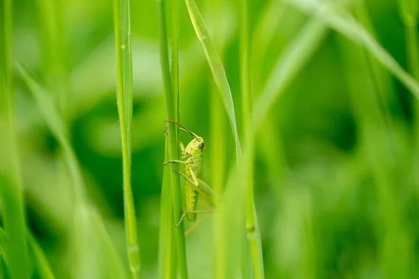 Grasshopper Leaf Grass Close Green Grasshopper Macro Photo Grasshopper — Stock Photo, Image