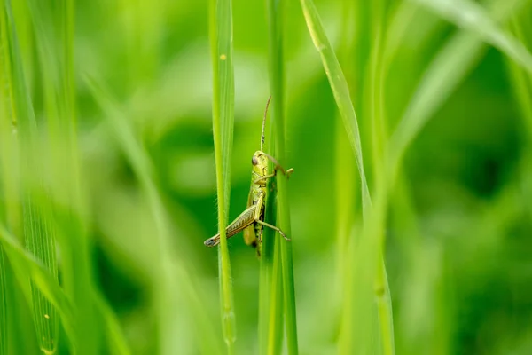 Grasshopper Leaf Grass Close Green Grasshopper Macro Photo Grasshopper — Stock Photo, Image