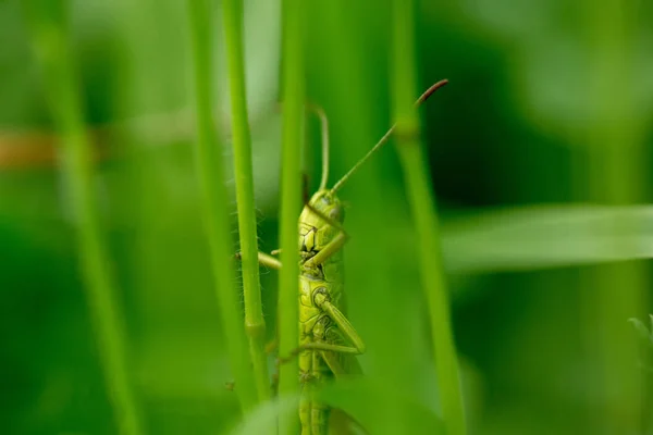 Grasshopper Leaf Grass Close Green Grasshopper Macro Photo Grasshopper — Stock Photo, Image