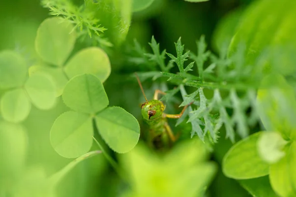 Grasshopper Leaf Grass Close Green Grasshopper Macro Photo Grasshopper — Stock Photo, Image