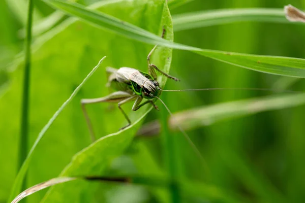 Grasshopper Leaf Grass Close Green Grasshopper Macro Photo Grasshopper — Stock Photo, Image