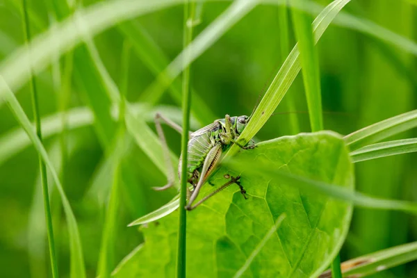 Grasshopper Leaf Grass Close Green Grasshopper Macro Photo Grasshopper — Stock Photo, Image