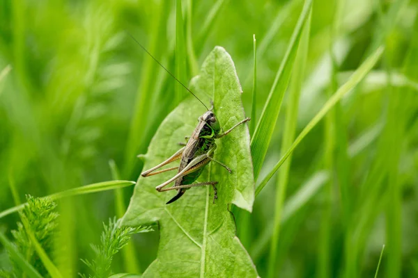 Grasshopper Hoja Hierba Cerca Saltamontes Verdes Macro Foto Saltamontes —  Fotos de Stock