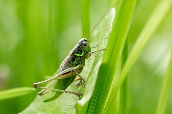 Grasshopper Hoja Hierba Cerca Saltamontes Verdes Macro Foto Saltamontes —  Fotos de Stock