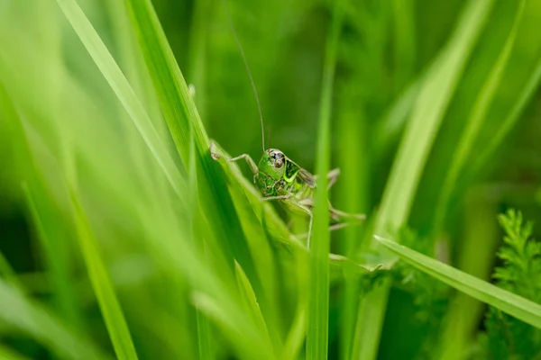 Grasshopper Leaf Grass Close Green Grasshopper Macro Photo Grasshopper — Stock Photo, Image