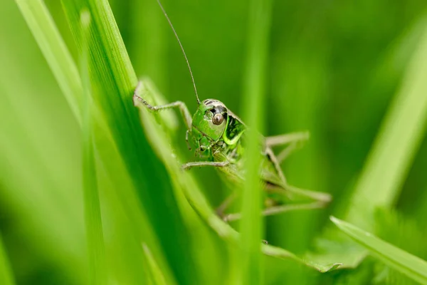 Grasshopper Leaf Grass Close Green Grasshopper Macro Photo Grasshopper — Stock Photo, Image