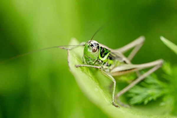 Grasshopper Leaf Grass Close Green Grasshopper Macro Photo Grasshopper — Stock Photo, Image