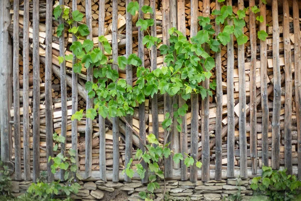 Stacked Firewood Fence Thin Rods Entwined Curly Wild Grapes Stacked — Stock Photo, Image