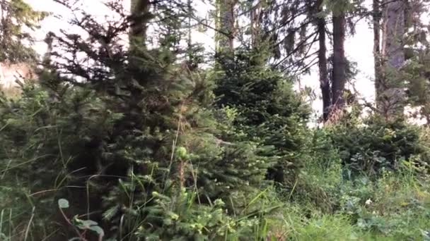 Parte da floresta com abetos jovens e velhos. Amanhecer sobre a cordilheira . — Vídeo de Stock