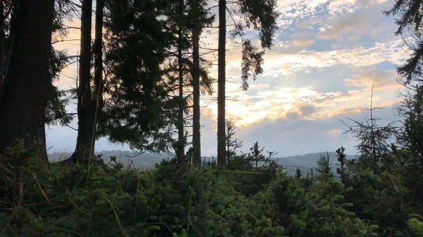Genç Yaşlı Göknar Ormanı Parçası Şafak Dağ Aralığı Boyunca Video — Stok fotoğraf