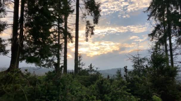 Genç Yaşlı Göknar Ormanı Parçası Şafak Dağ Aralığı Boyunca Video — Stok video
