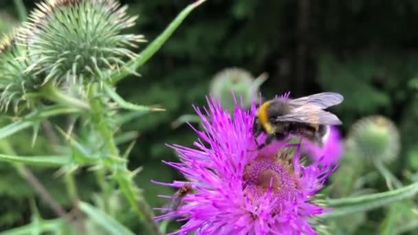 Μια Μέλισσα Συλλέγει Νέκταρ Από Μωβ Λουλούδια — Αρχείο Βίντεο