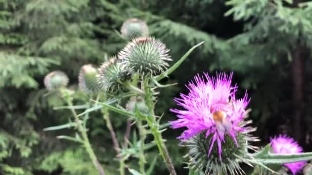Μια Μέλισσα Συλλέγει Νέκταρ Από Μωβ Λουλούδια — Αρχείο Βίντεο