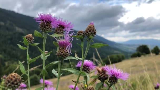 Pink Wildflowers Background Mountain Scenery Ukraine Carpathians — Stock Video