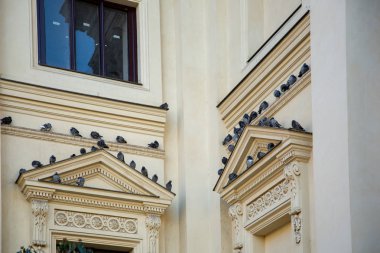 Bir sürü güvercin Berlin Fransızca katedralde penceresinin dekoratif çerçeve üzerinde oturuyor. Almanya, Aralık 2018.