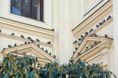 Bir sürü güvercin Berlin Fransızca katedralde penceresinin dekoratif çerçeve üzerinde oturuyor. Almanya, Aralık 2018.