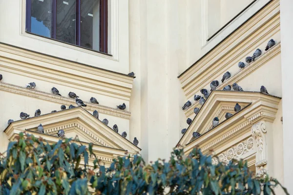 Bir sürü güvercin Berlin Fransızca katedralde penceresinin dekoratif çerçeve üzerinde oturuyor. Almanya, Aralık 2018.