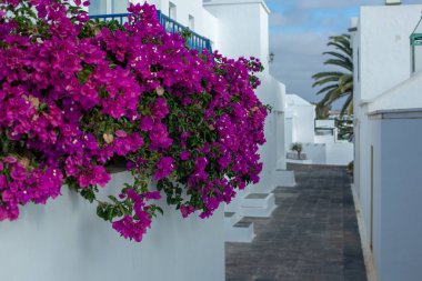 Beyaz evler Costa Teguise Lanzarote Adası, tatilciler için korkuluk üzerine güzel çiçekler. Okyanusa yönlendirir. Kanarya Adaları.