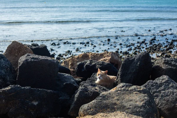 Beautiful red cat among the stones on the beach.