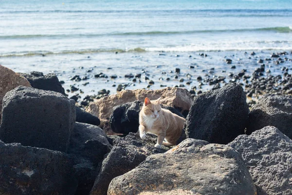 Bellissimo Gatto Rosso Tra Pietre Sulla Spiaggia — Foto Stock