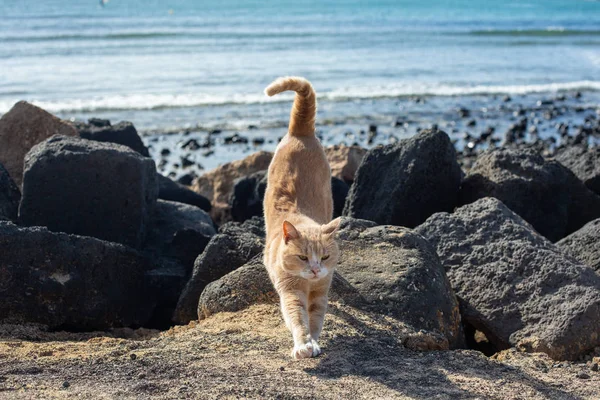 Beautiful red cat among the stones on the beach.