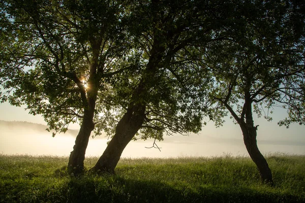 Rayons du soleil brisant les branches des arbres tôt le matin . — Photo