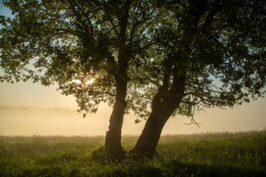Sabahın erken saatlerinde ağaç dallarından geçen güneş ışınları.