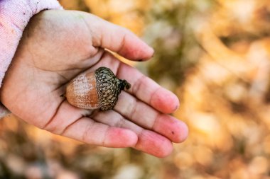 güzel bahar öğeleri çiçek bitkiler ağaçlar doğa arka planda